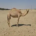 بكرة مفرودة للبيع ببيشة