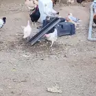 دجاج بلدي