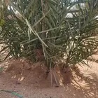 فراخة نخل متنوع العدد 50 تقريبا
