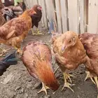 دجاج فرنسي بيور صافي احمر