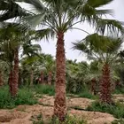 نخل واشنطني