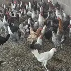 فراريج للبيع