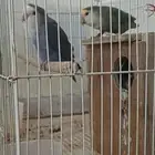 زوج روز منتج للبيع