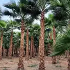 نخل واشنطني زينه واشنطونيا