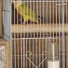 ذكر كنيور ( تم البيع )