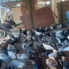 صوص عمره فيه شهرين وفيه شهر وشوي وحجام كبار مشالله