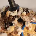 صوص بلدي فواتح