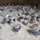 فروخ بلدي محصن بصحه ممتازه