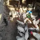 دجاج بياض للبيع