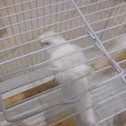 طيور زينه للبيع