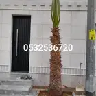 نخل زينه واشنطني للبيع