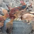 دجاج بلدي