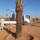 تبوك طريق المدينه المناطقه الزراعيه