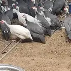 دجاج حبش