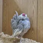 ديك بوم خارجي مميز
