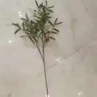 ورق زيتون درجة اولى