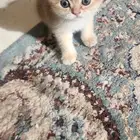 قطه انثي اسكوتش فولد عمرها شهرين