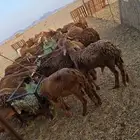 سواكن حمري تربيه ماشاءالله ويوجد طليان حريه