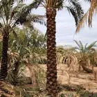 نخل للبيع جثايث للبيع فروخ للبيع