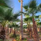 نخل جثايث للبيع نخل واشنطن أمريكي للبيع نخل واشنطني