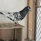 جوز باكستاني رامبوري (تم البيع)