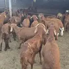 ذبايح للبيع تربيه