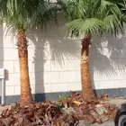 قص وترتيب الأشجار وتنسيق حدائق