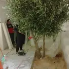 اشجار زيتون صناعي