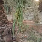 نخيل مثمر