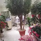 زيتون