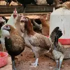دجاج بلدي بشاير بشقراء