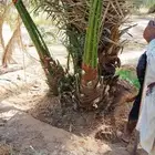 نخل وجثايث القصيم نخل طيب اسعارمعقوله