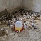 صوص بلدي محصن بصحه ممتازه جدا