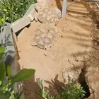 سلاحف سولكاتا متوسطة الحجم سلحفاة