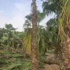 توريد النخل الواشنطني الزينه الي جميع مناطق المملكة