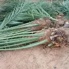 نخل وجثايث القصيم نخل البع اسعرنامعقوله