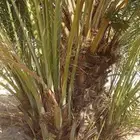 نخل عربي فسايل ونخل من متر الاثلاثه متر