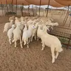 بهم تربية حري نظيف ((تم البيع))