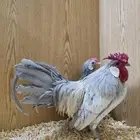 دجاج زينة مميز