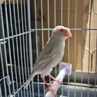 كناري ستنايت عيون حمر جمر