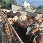 حسلان للبيع فل الفل الحق ماتلحق التواصل