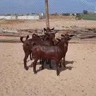5 جفار دهم غبس لون من النوادر تبارك الرحمن تم البيع
