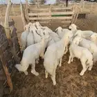 بهم تربية حري طليان نظيف(تم البيع)