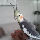 ذكر كروان اليف ومنتج