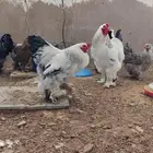 ديوك براهما كولومبي