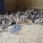 صوص بلدي محصن بصحه ممتازه جدا