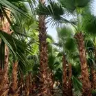 نخيل واشنطني أمريكي زينه