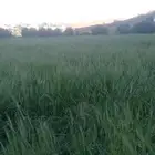 سويق شعير وحبش