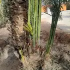 نخل مثمر اخلاص مجدول سكري برحي مقفزي ونانه عجوه برني