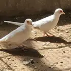 جوز سنوايت دايموند دوف